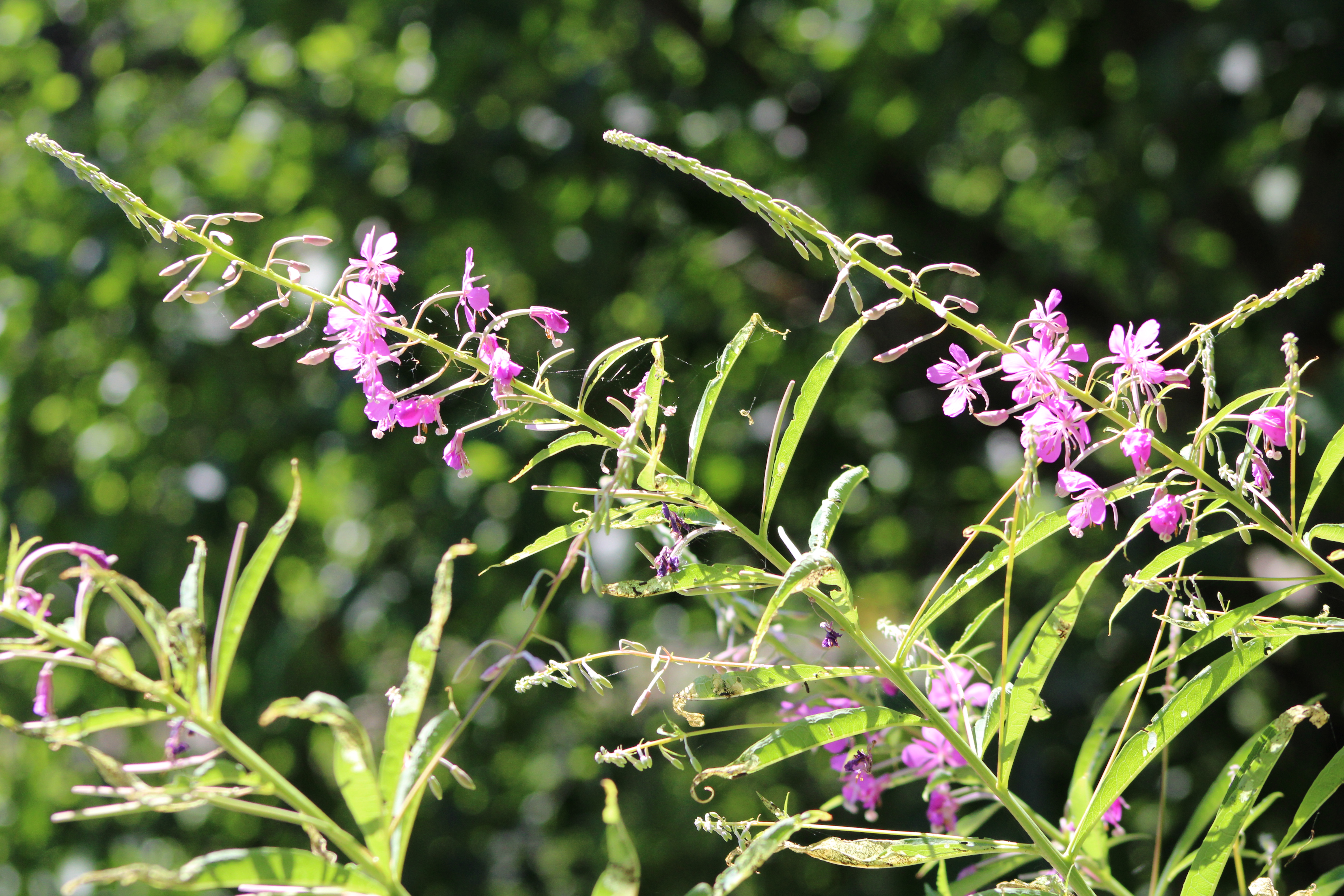 Fireweed