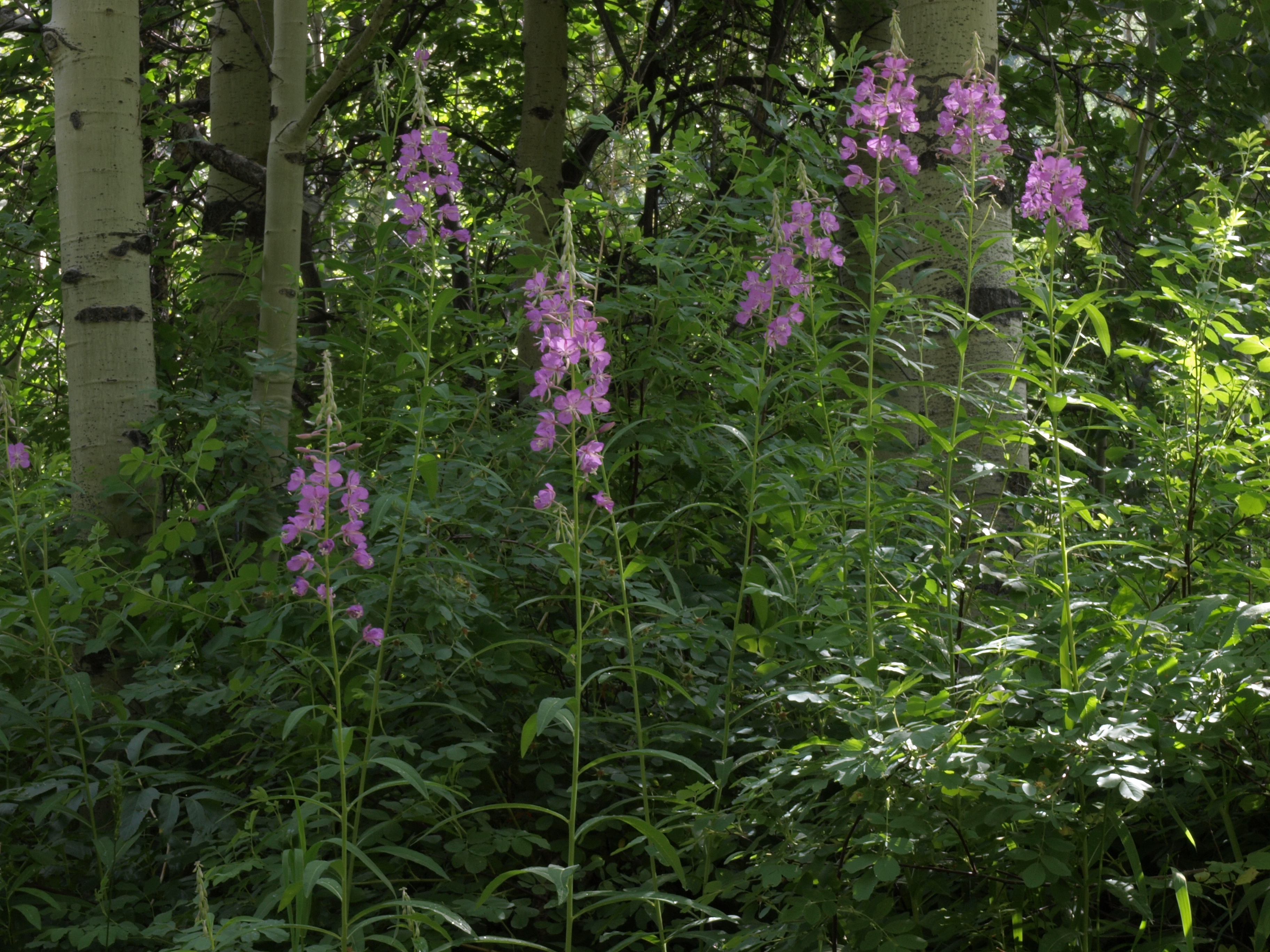Fireweed