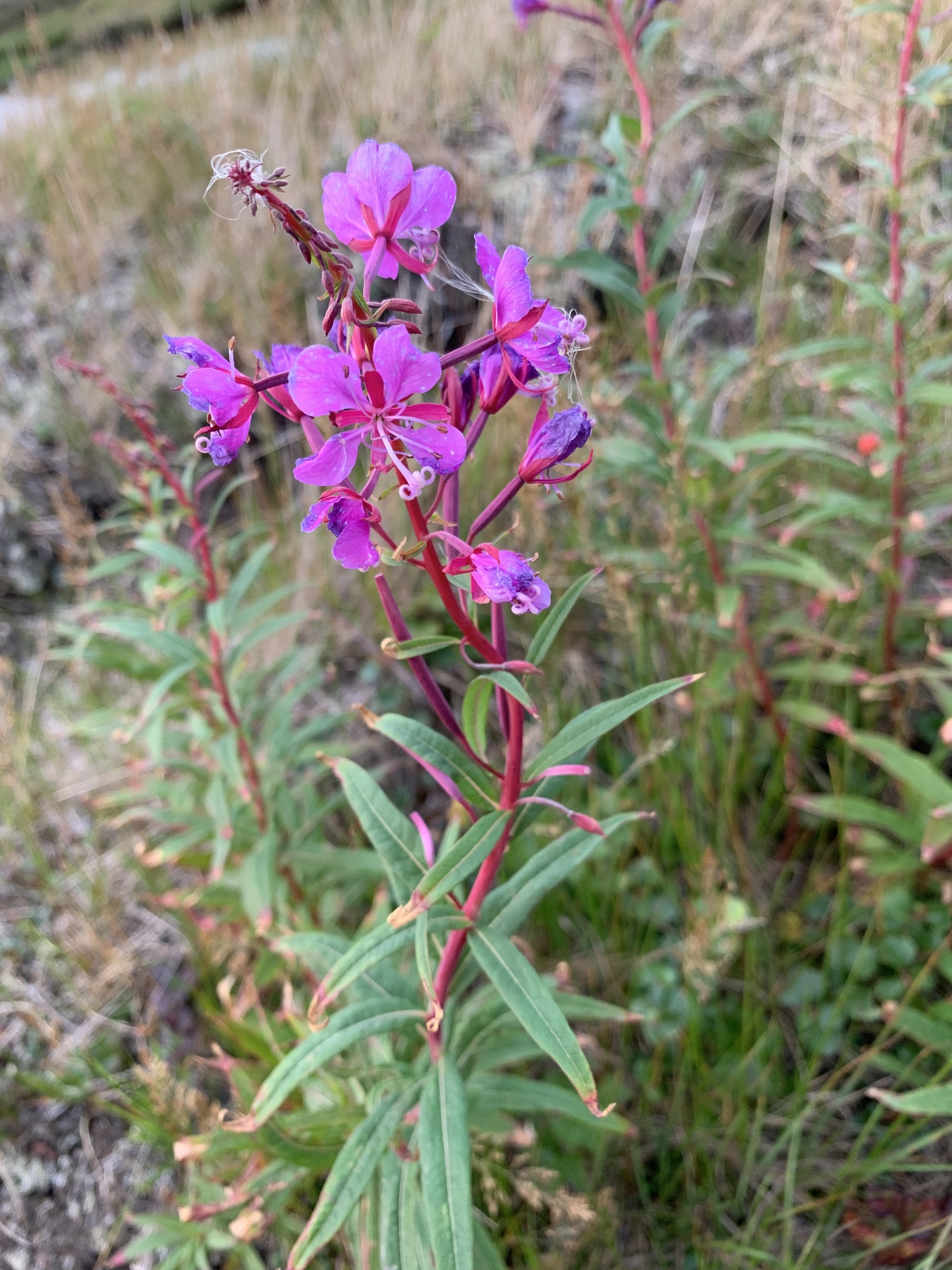 Fireweed