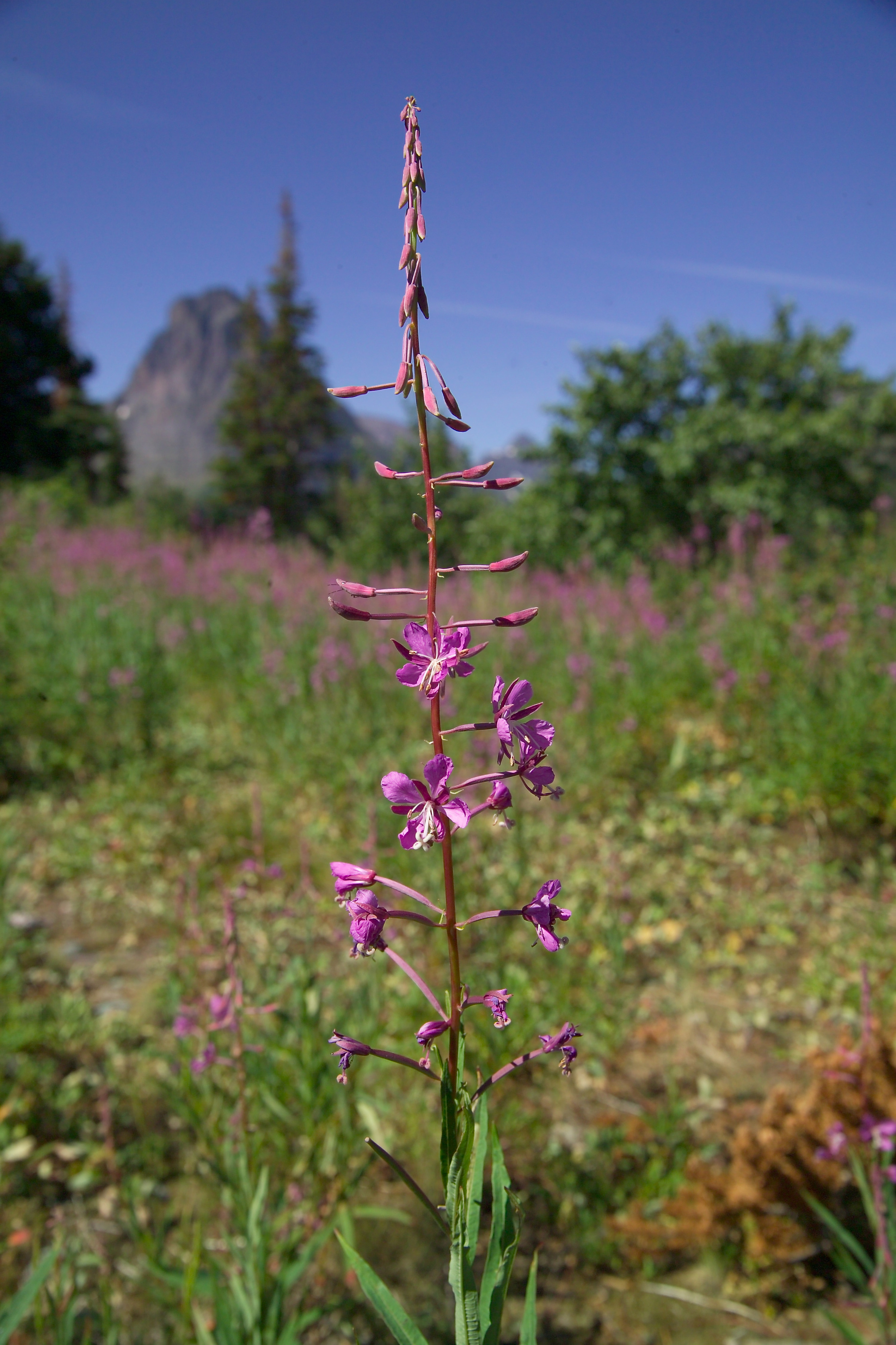 Fireweed